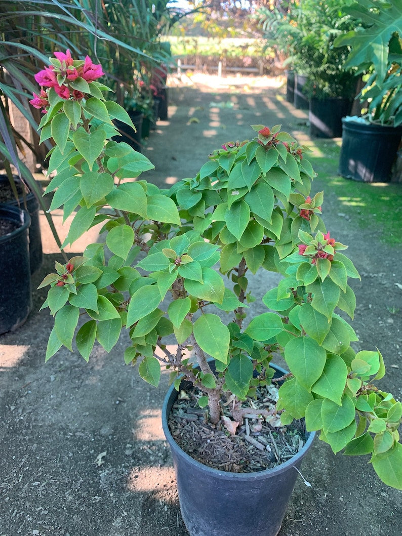 Bougainvillea Torch Plant - 2-3 Feet in 3-Gallon Pot - Vibrant Pink, Purple, Red Blooms - Bougainvillea glabra for Gardens & Patios