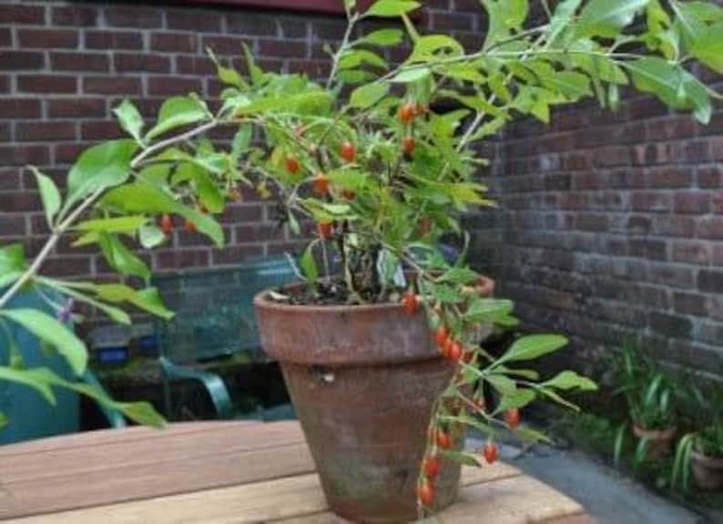 Goji Berry Plant in 6-Inch Pot | Lycium barbarum Edible Fruit Shrub for Antioxidant-Rich Superfood