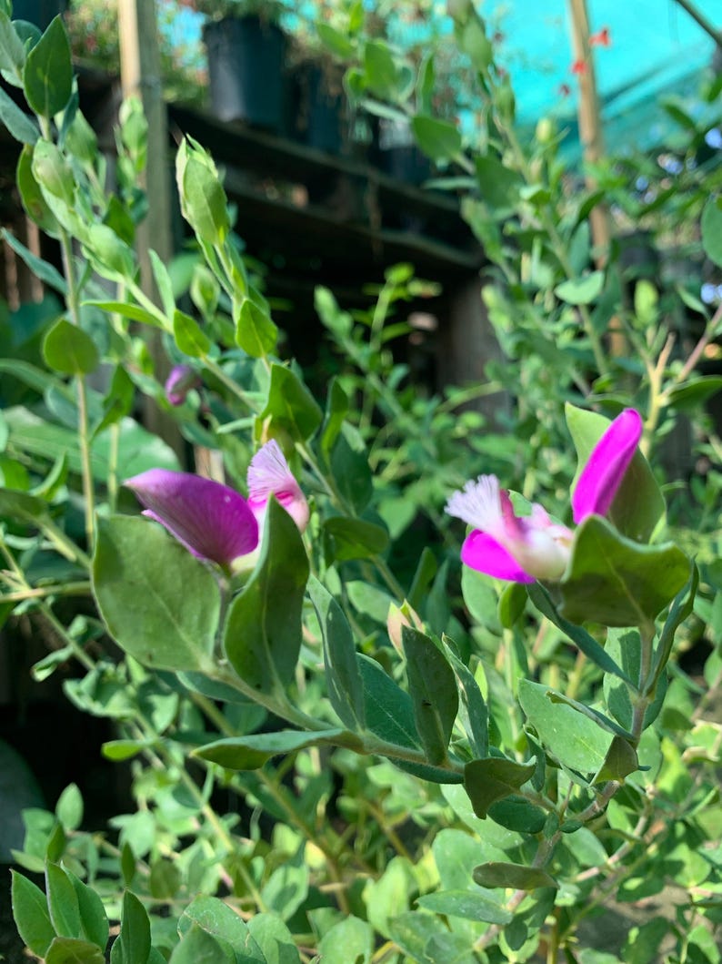 Live Sweet Pea Shrub Plant 1-2ft in 6” Pot - Polygala dalmaisiana Evergreen with Deep Magenta Violet Flowers
