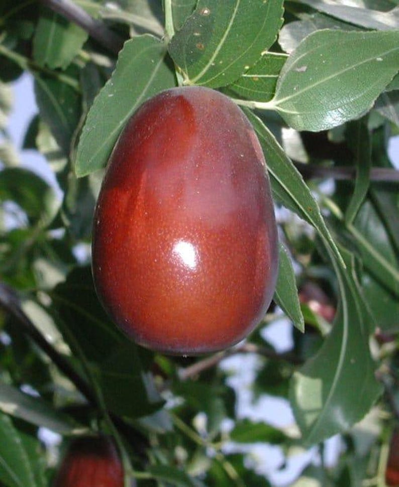 Jujube Tree - 3 Gal Pot - Grafted Lang Variety - Ziziphus jujuba - Sweet Pear-Shaped Fruit
