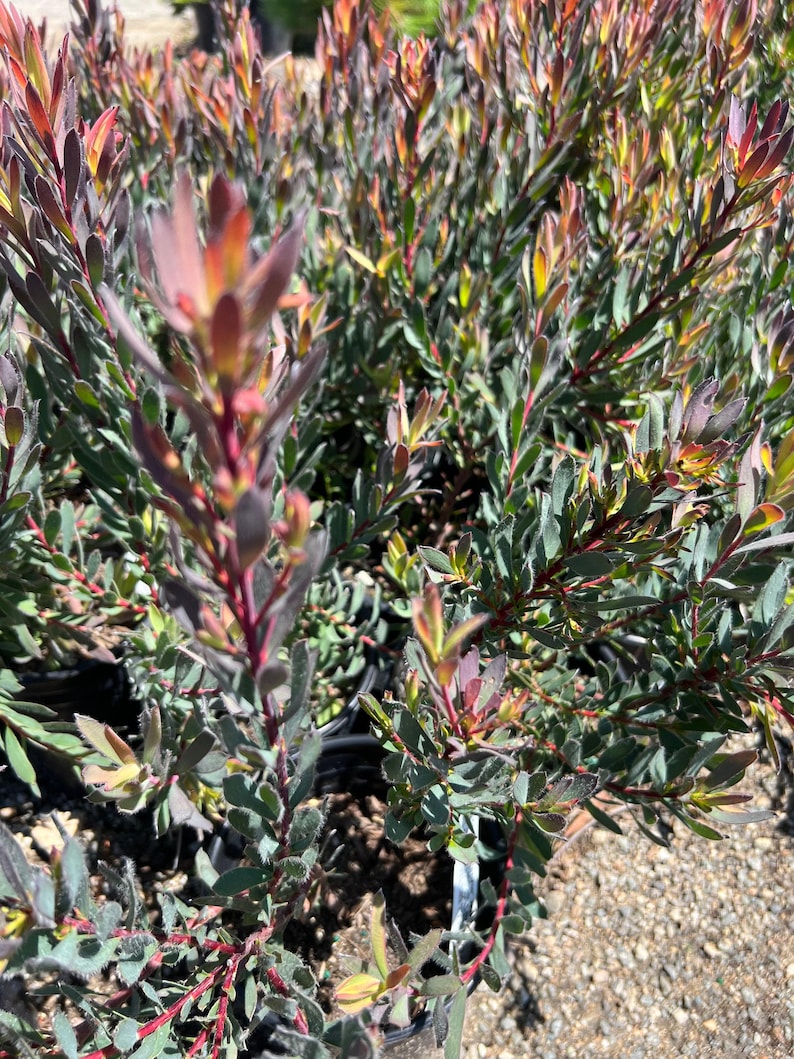 Leucadendron 'Afterburner' Live Plant – Compact 1ft Tall with Red-Orange Centers & Gold Bracts in 6" Pot