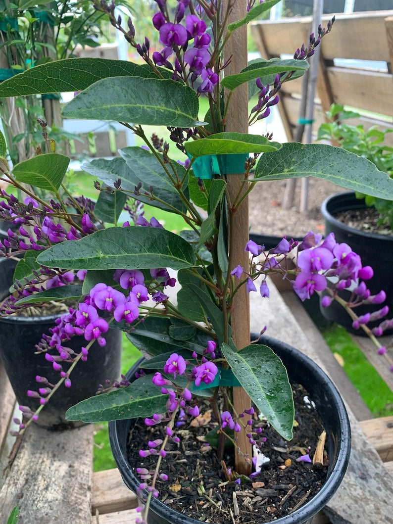 Hardenbergia Violacea Vine - 3 Gallon Pot - Fast Growing Violet Flowering Climber - Australian Vine for Trellises & Fences