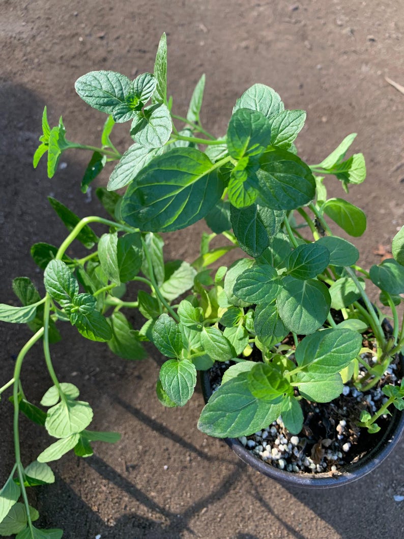 Thai Basil Live Plant 3" Pot – Ocimum basilicum var. Thai, Aromatic Herb for Culinary & Indoor Gardening
