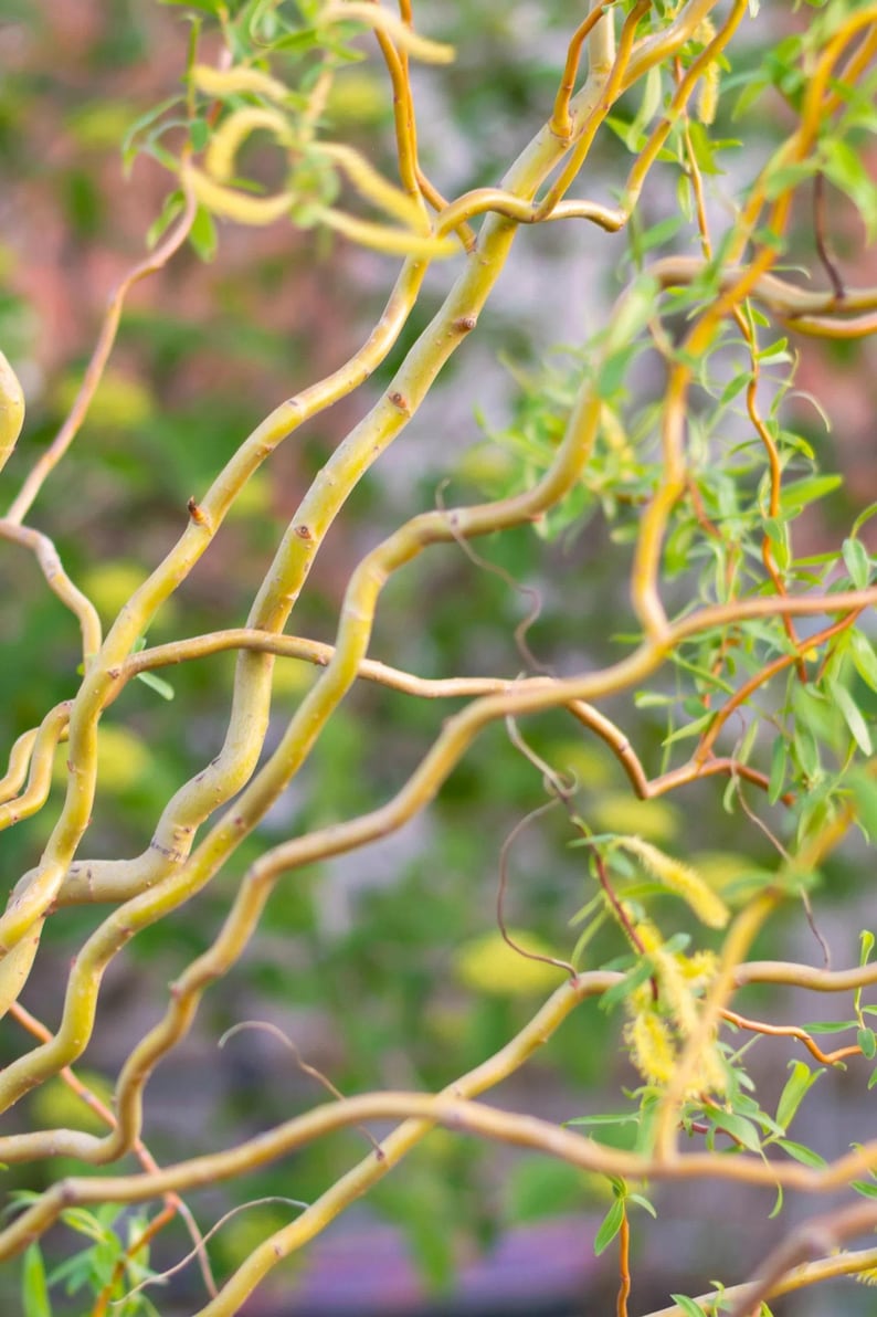 Corkscrew Willow Tree 2-3 Feet Grafted Salix matsudana 'Tortuosa' in Pot for Landscape and Erosion Control