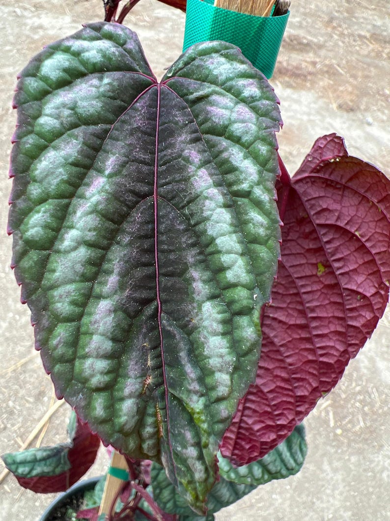 Cissus discolor Live Plant 1-2 ft Climbing Rex Begonia Vine in 6” Pot