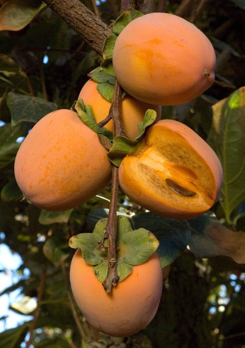 Chocolate Persimmon Tree - Grafted 3 Gal Pot | Diospyros digyna Sweet Red Skin