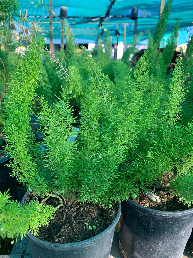 Foxtail Fern Live Plant 6" Pot - Asparagus densiflorus 'Myers' - Indoor/Outdoor Houseplant