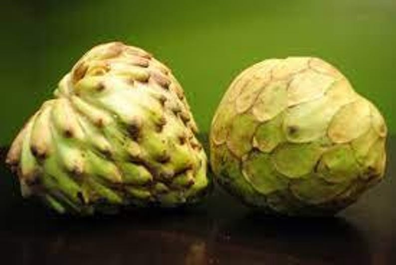Dr White Cherimoya Plant - 3 Feet Tall in 3 Gal Pot | Annona cherimola