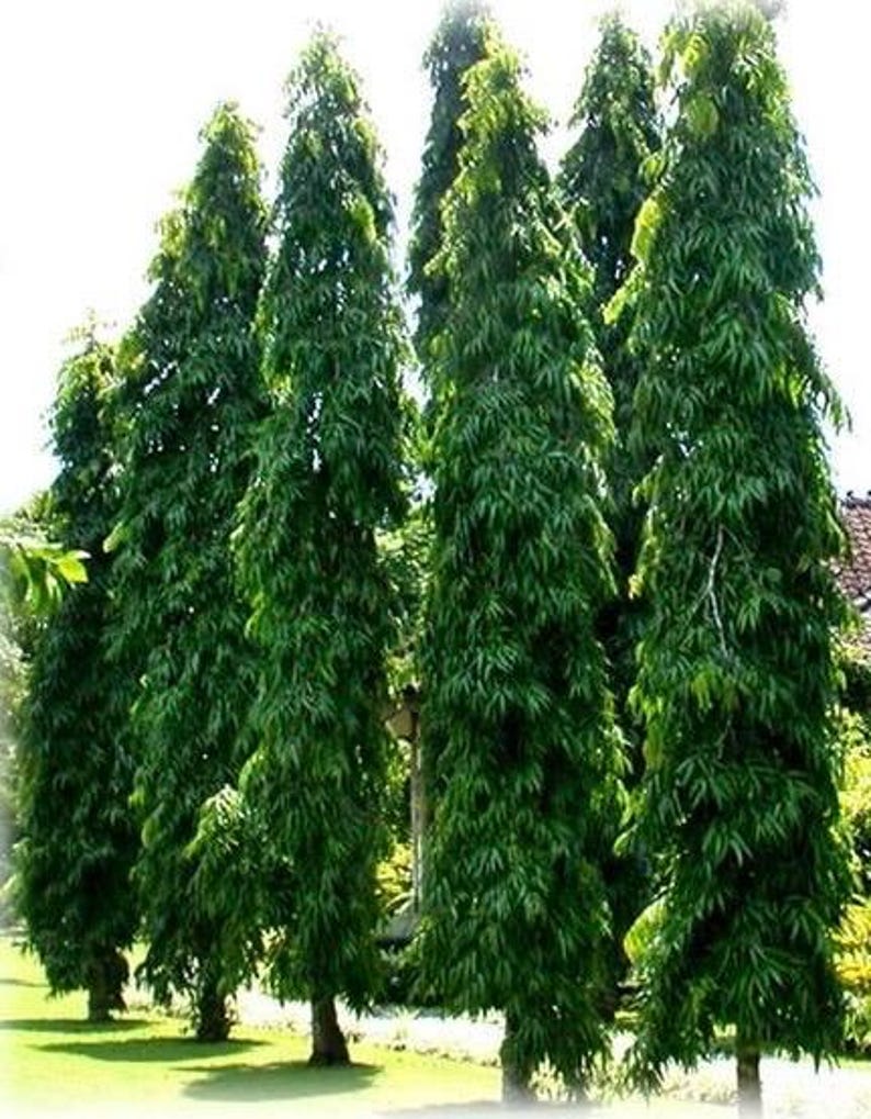 Polyalthia longifolia Mast Tree in 3-Gallon Pot | Evergreen Columnar Landscaping Tree