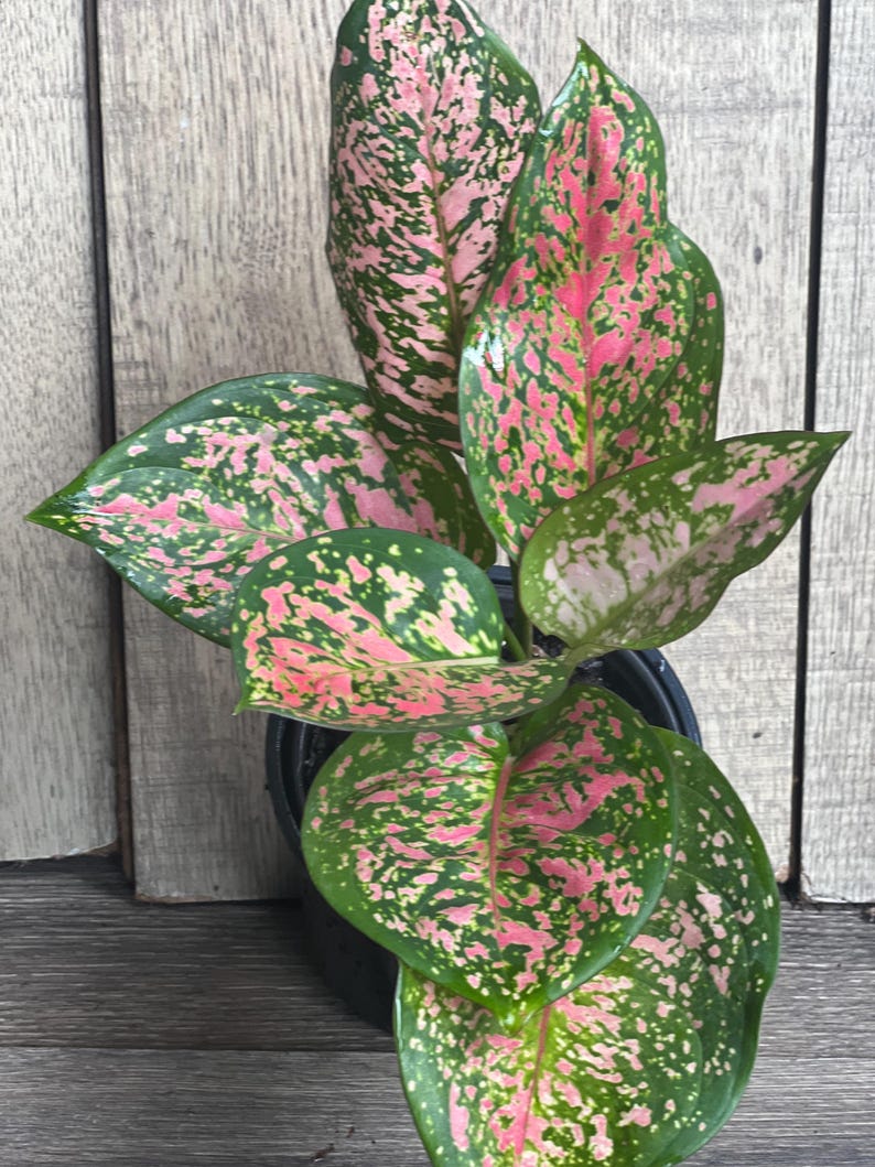 Aglaonema Wishes Plant - 4" Pot Variegated Red Valentine Indoor Houseplant for Home Decor