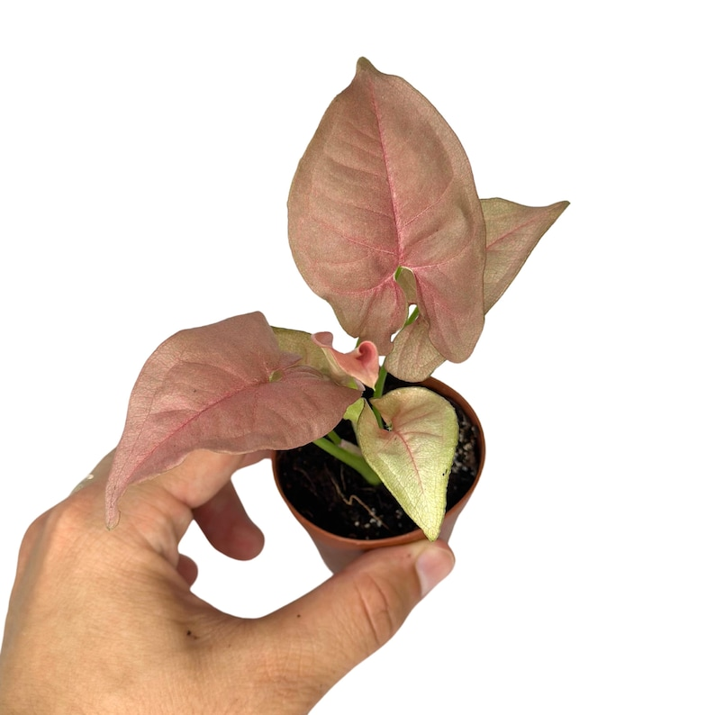 Syngonium Neon Robusta Live Plant, Pink Arrowhead Indoor Houseplant, Rooted 2-Inch Starter, Tropical Foliage, Easy Care, Gift