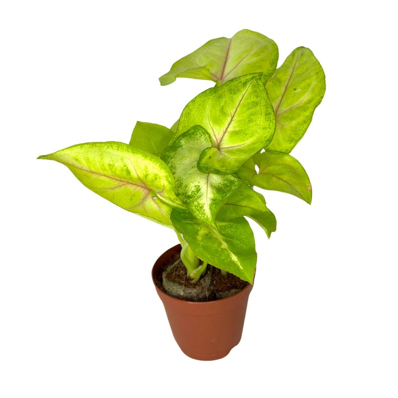 Syngonium Golden Allusion Live Plant, 2-Inch Pot, Variegated Indoor Houseplant, Tropical Arrowhead, Gold and Green Foliage