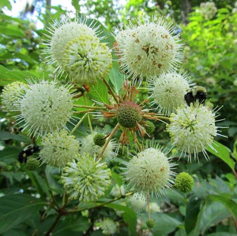 Button Bush Plant - Potted Shrub with White Flowers - Cephalanthus occidentalis - Native Wetland Shrub for Gardens
