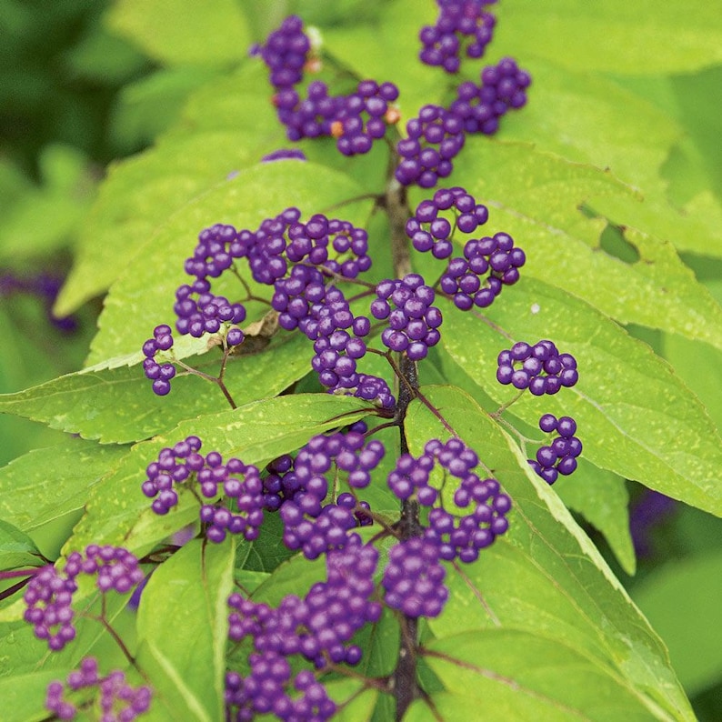Early Amethyst Beautyberry Plants - 2 Pack, Callicarpa dichotoma, Compact Deciduous Shrub for Bees & Butterflies