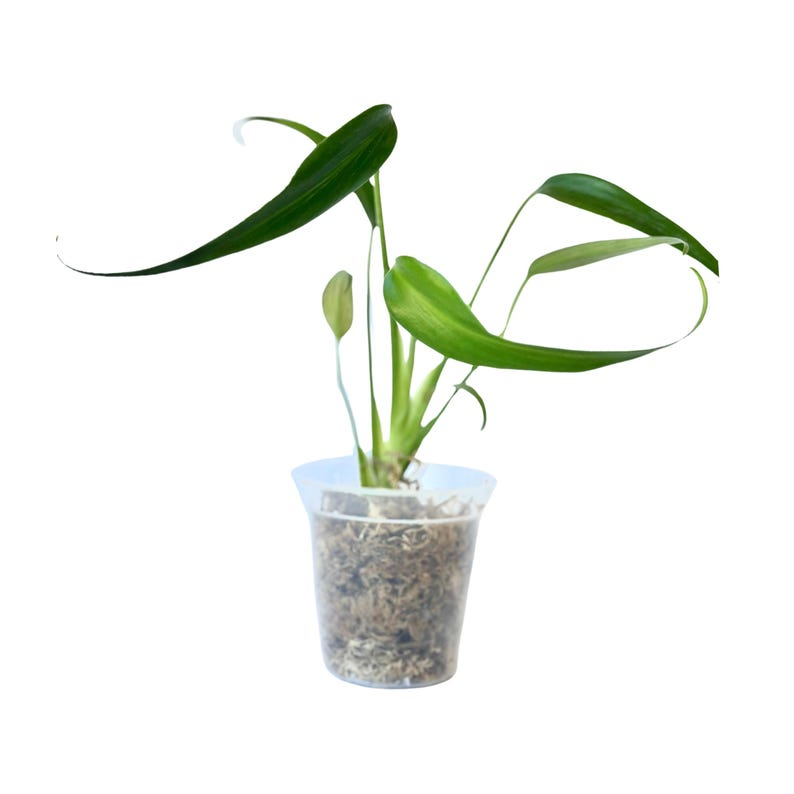 Monstera Burle Marx Flame Live Plant – Fully Rooted Tissue Culture Indoor Houseplant, Rare Fenestrated Foliage, Climbing Growth