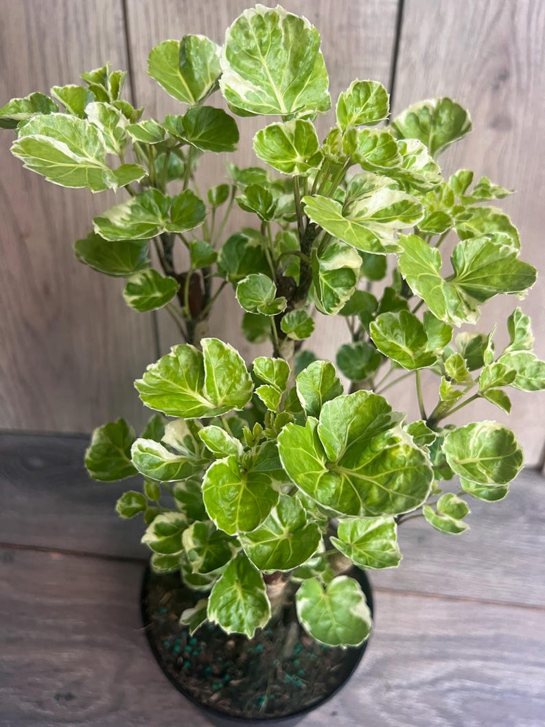 Variegated Aralia Balfour Indoor Plant in 6" Pot, Tropical Bonsai Houseplant, Polyscias scutellaria ‘Balfourii’