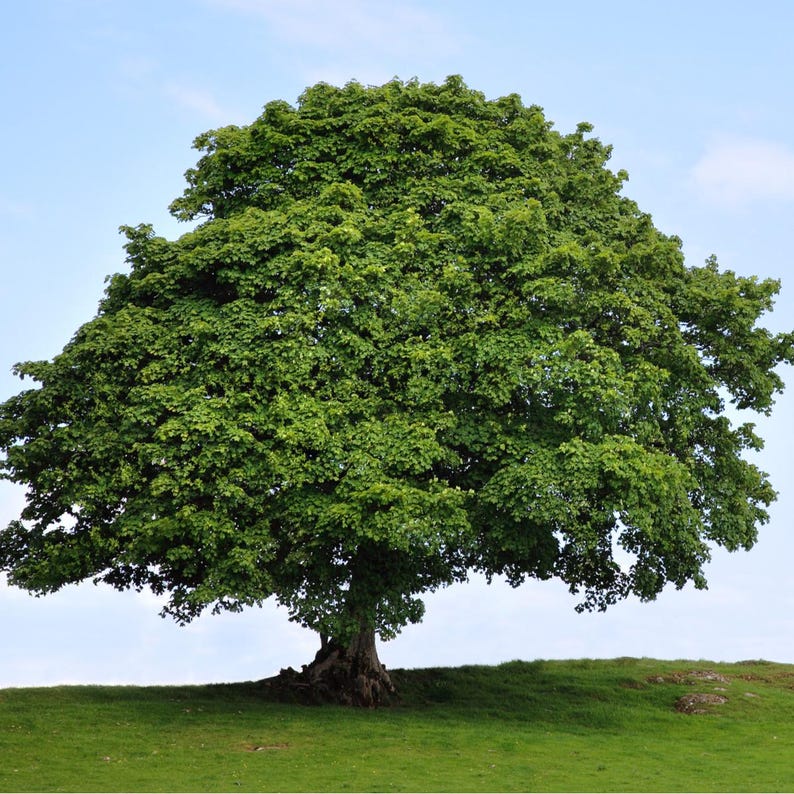 American Sycamore Tree 2-3 ft Bare Root Platanus occidentalis Fast Growing Ornamental Shade Tree