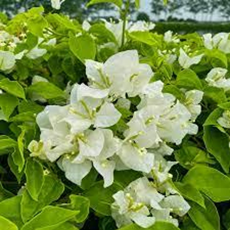 White Bougainvillea Plant in 3 Gal Pot - 2 to 3 Feet Tall - Bougainvillea glabra