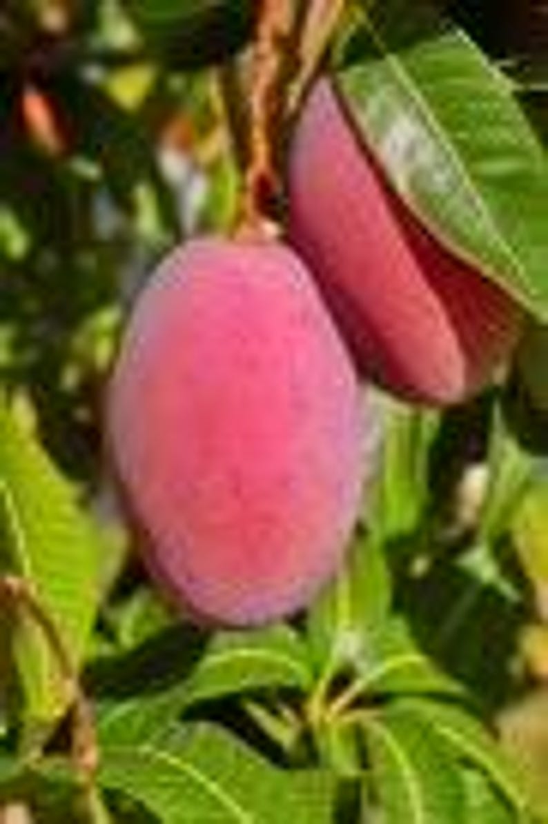Grafted Mango Tree 1/2 Gallon Tommy Atkins Variety Mangifera indica Juicy Sweet Fruit
