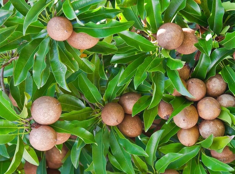 Sapodilla Tree 3-Gallon Grafted Alano Brown Sugar Variety | Manilkara sapota Fruit Tree for Fresh Eating