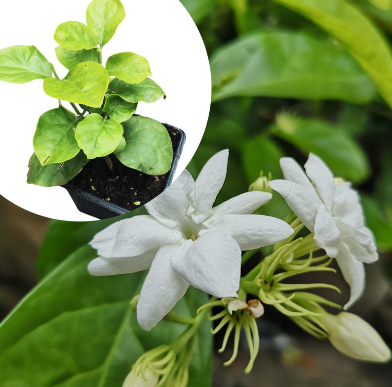 Organic Arabian Jasmine Plant in 2.5-inch Pot Jasminum sambac Live Indoor Outdoor Garden Gift