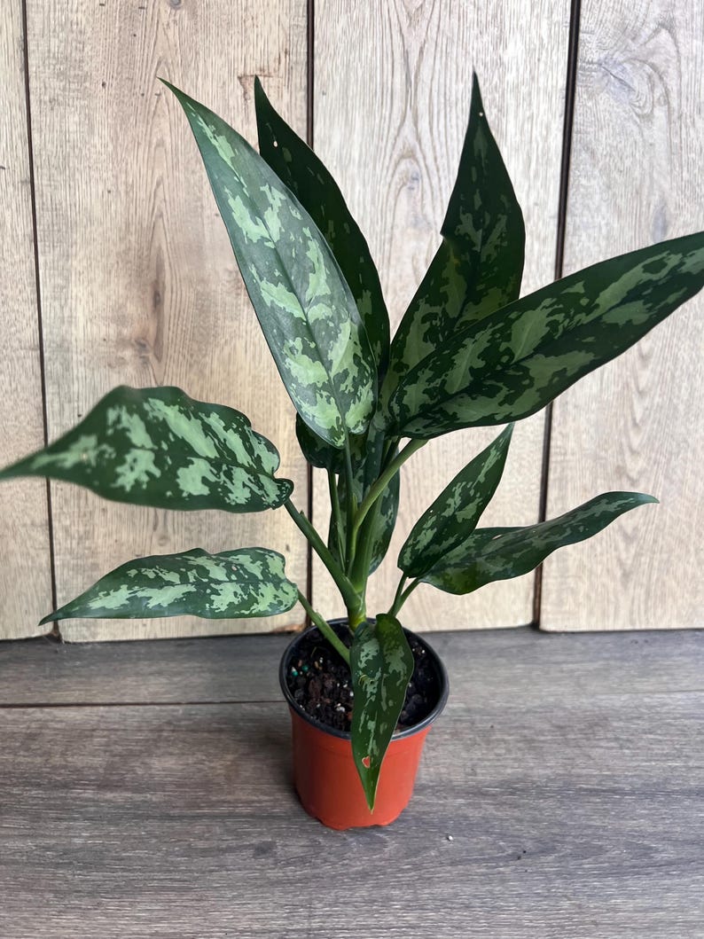 Aglaonema Maria Plant in 4-Inch Pot, Colorful Chinese Evergreen, Easy Care Indoor Houseplant, Variegated Foliage