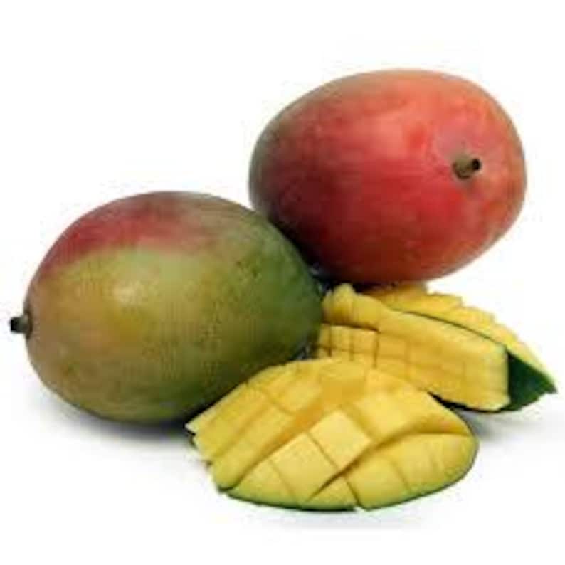 Haden Mango Tree Grafted 1-2 Feet Tall Florida Variety Mangifera indica Fruit Tree in 3-Gallon Pot