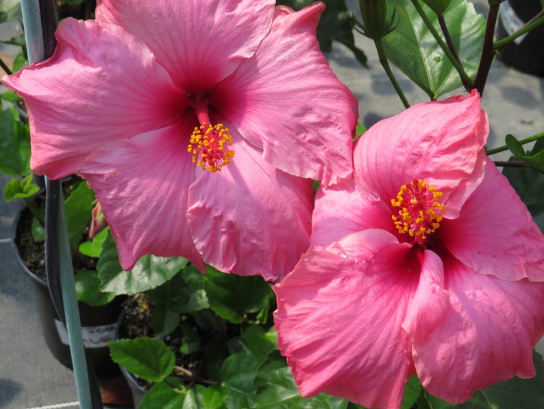 Hibiscus Plant 3 Gallon Clear Pink Agnes Gault - Hibiscus rosa-sinensis