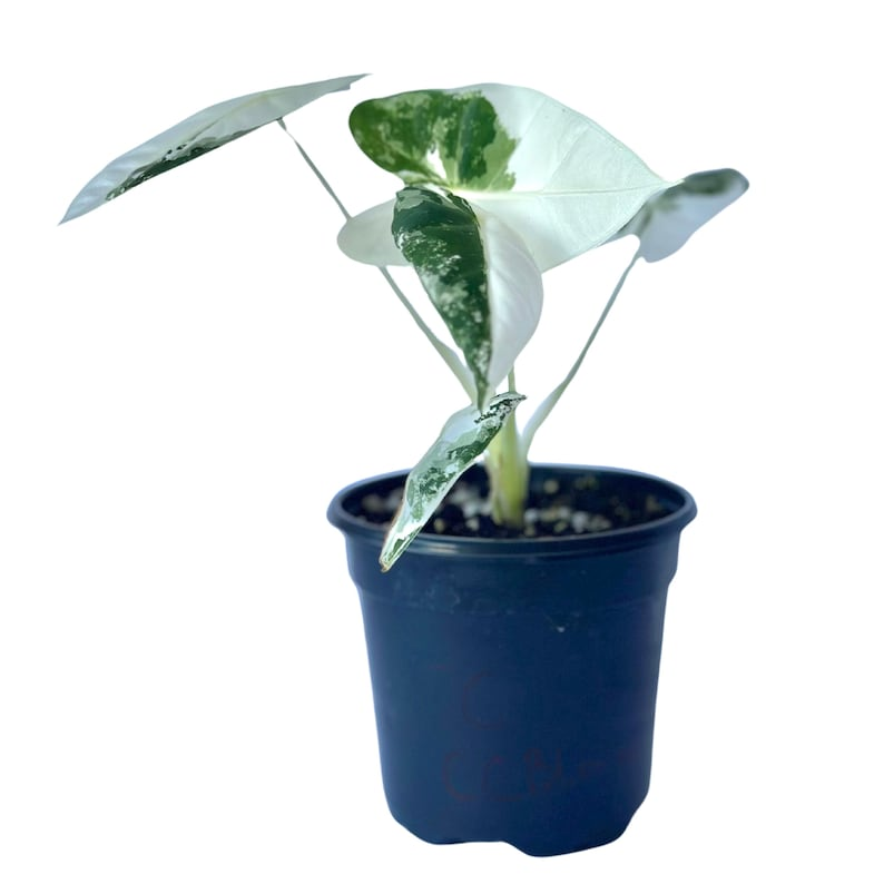 Variegated Alocasia Frydek Live Plant, 4 Inch Rooted Green Velvet Tropical Houseplant, Rare Indoor Foliage Gift