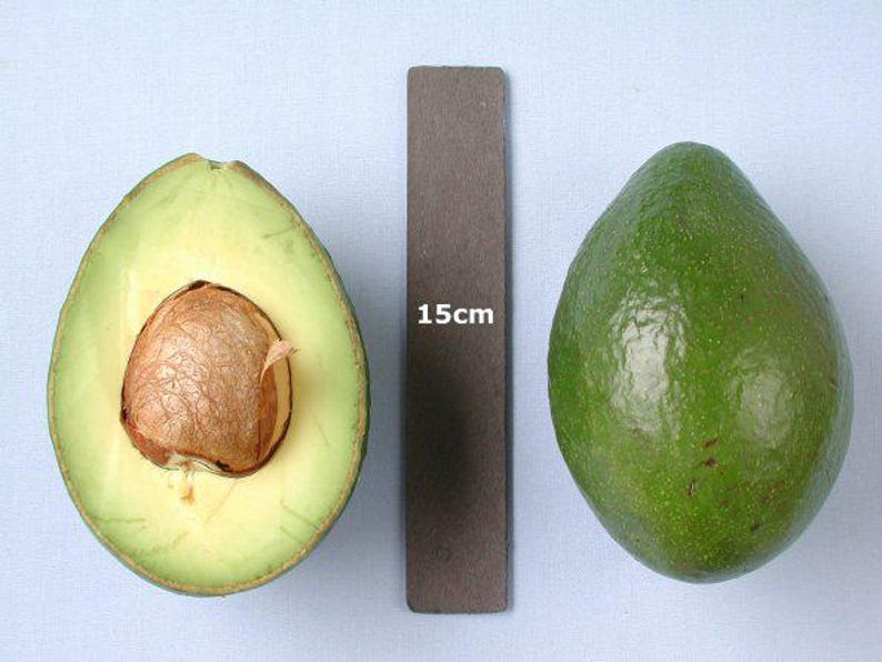 Grafted Avocado Tree 3-Gallon Pot Booth8 Variety, 2 Feet Tall, Persea americana, Compact, Fruit-Bearing