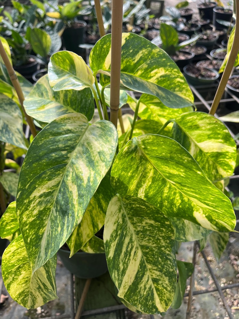 Epipremnum Pinnatum Yellow Flame Plant in 4" Pot | Variegated Vining Houseplant for Indoor Decor