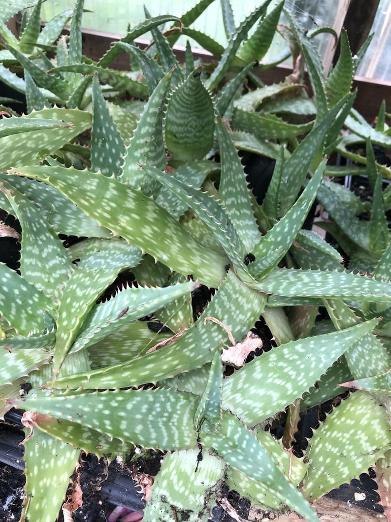 Organic Soap Aloe Plant 2.5-inch Pot Aloe Maculata Succulent with Spotted Leaves Indoor Outdoor Hardy