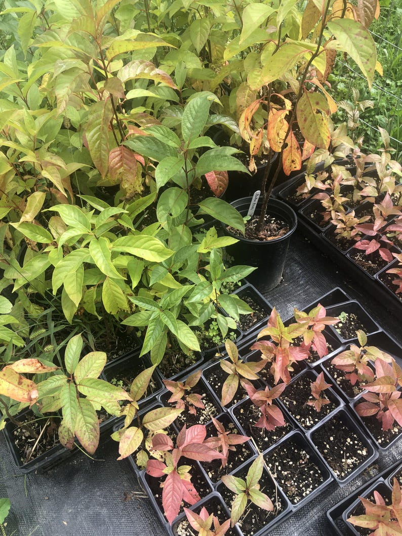 Organic Button Bush Live Perennial Plant in 2.5-Inch Pot, Native Cephalanthus occidentalis, Pollinator Friendly Shrub