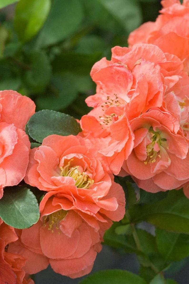 Double Take Peach Flowering Quince Tree 3Gal Thornless, Heat Resistant, Spring Bloomer Chaenomeles speciosa