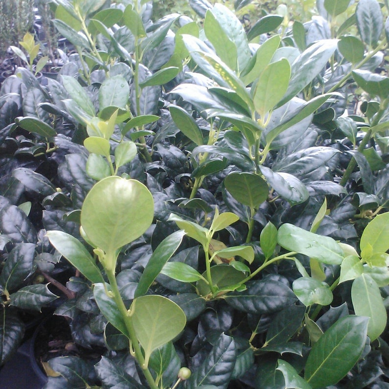 Nellie R. Stevens Holly Trees 3" Containers, Ilex x 'Nellie R. Stevens', for Hedges & Privacy Screens
