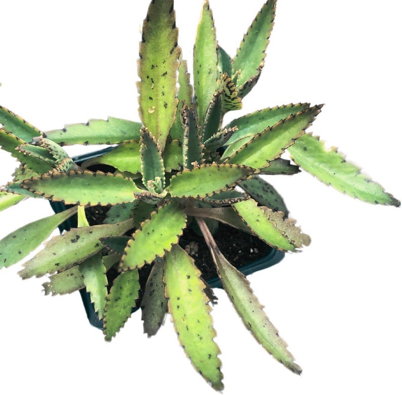 Mother of Thousands Plant 2.5 Inch Pot | Kalanchoe daigremontiana Succulent Indoor House Plant