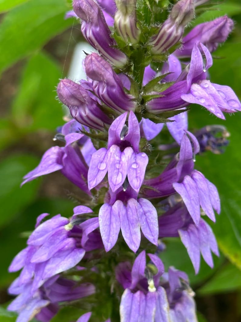 Organic Blue Lobelia Plant 2.5-inch Pot - Blue Cardinal Flower, Lobelia siphilitica, Pollinator Garden, Native Perennial