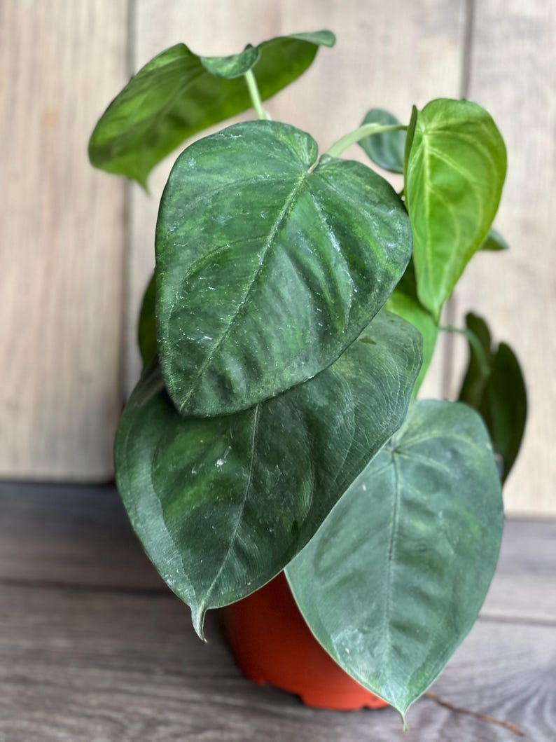 Syngonium Ice Frost Plant in 6" Pot | Variegated Indoor Houseplant | Syngonium macrophyllum 'Ice Frost'