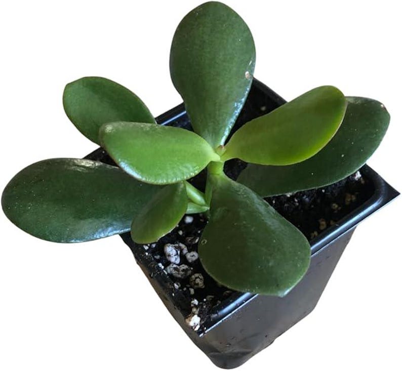 Organic Jade Plant in 2.5-inch Pot | Crassula ovata | Lucky, Money, Friendship Plant | Easy Care Succulent