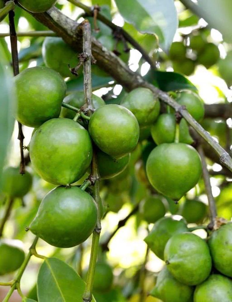 Black Sapote Tree in 3 Gallon Pot, Grafted Chocolate Pudding Fruit, Diospyros digyna - Tropical Dessert Plant