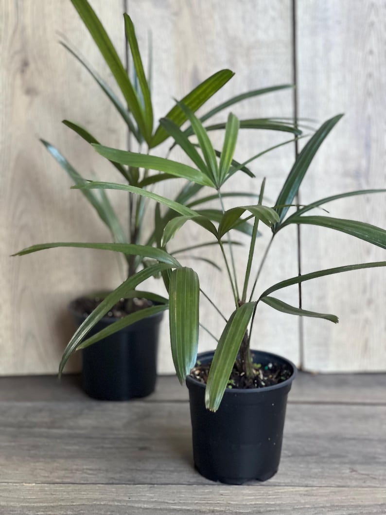 Rhapis Palm Plant in 4" Pot, Lady Palm, Air Purifying Indoor Outdoor Plant, Rhapis excelsa, Non-Toxic to Pets