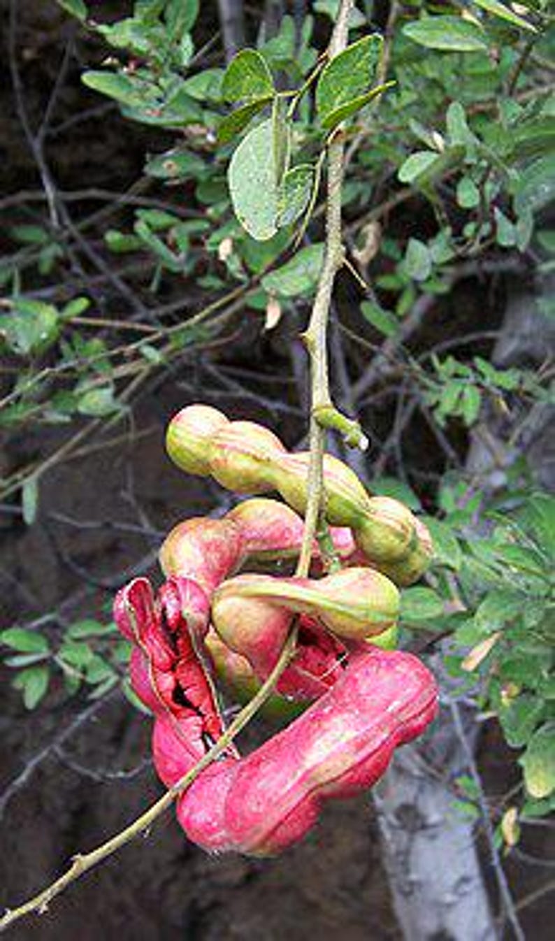 Guamuchil Live Plant 4 Feet Tall in 3-Gallon Pot | Pithecellobium dulce Edible Pods Fodder Tree for Garden & Landscape