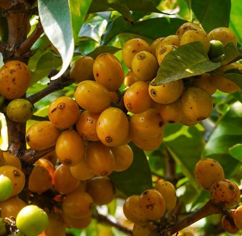 Nance Fruit Tree in 3 Gallon Pot, Byrsonima crassifolia, Tropical Yellow-Orange Fruit, Hardy Garden Tree