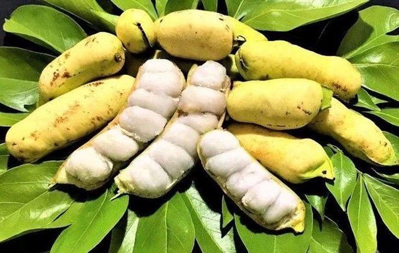 Ice Cream Bean Tree in 3 Gallon Pot, Inga edulis, Tropical Exotic Fruit, Vanilla Flavor Pods, Fast-Growing Garden Tree