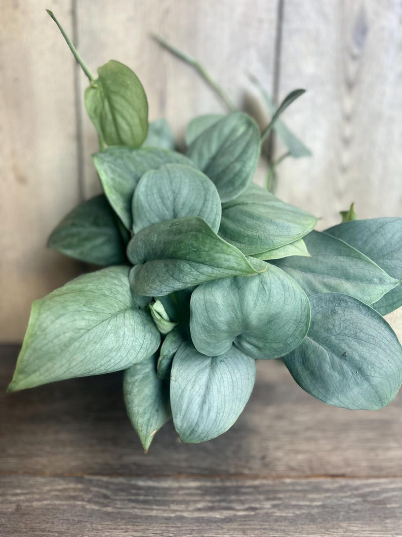 Scindapsus Silver Hero Plant in 4" Pot | Pothos-Like Houseplant | Easy Care Tropical Plant | Scindapsus pictus 'Silver Hero'