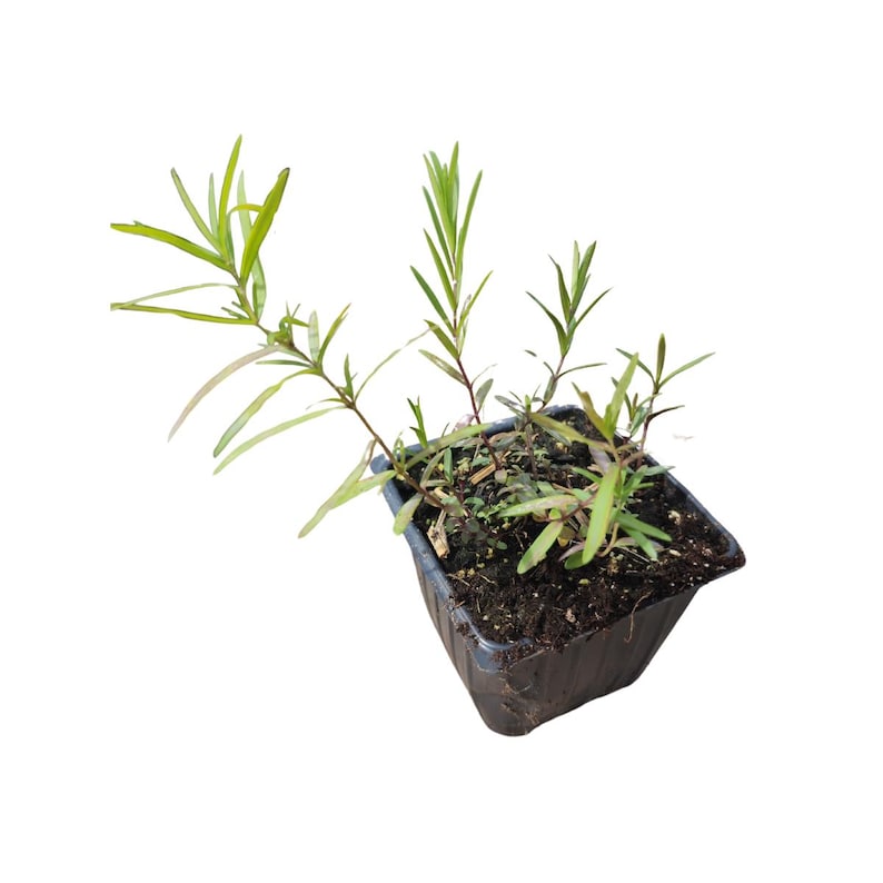 Mountain Mint Plant 2.5-inch Pot, Narrow-Leaved Pycnanthemum tenuifolium, Organic, Deer-Resistant, Pollinator-Friendly