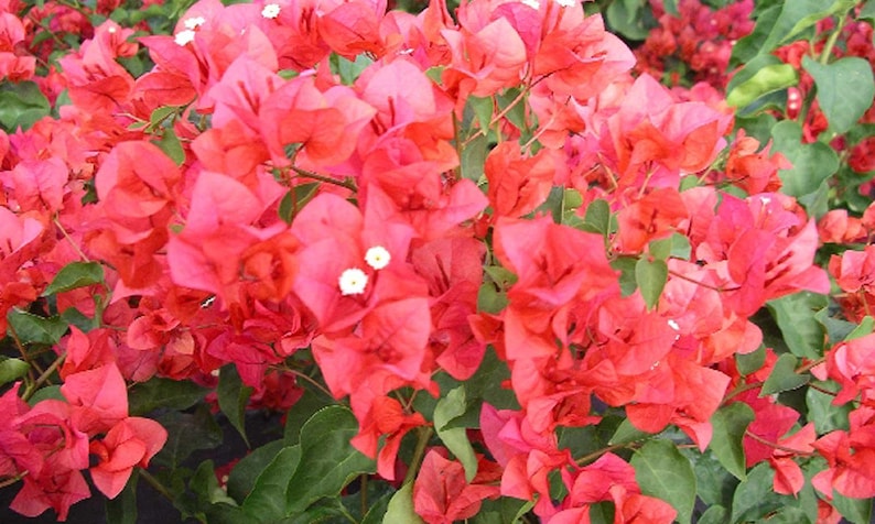 Bougainvillea Plant 3-Gallon Climbing Miss Manila Bougainvillea spectabilis for Garden, Fence, or Patio