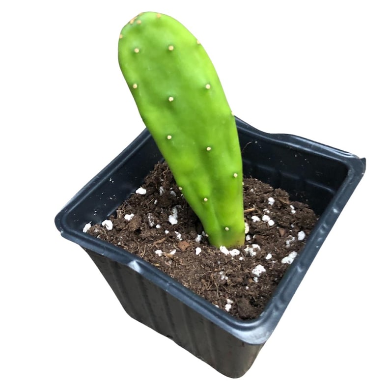 Organic Prickly Pear Cactus Plant 2.5-inch Pot Opuntia cochenillifera Pink Flowers Green Pads
