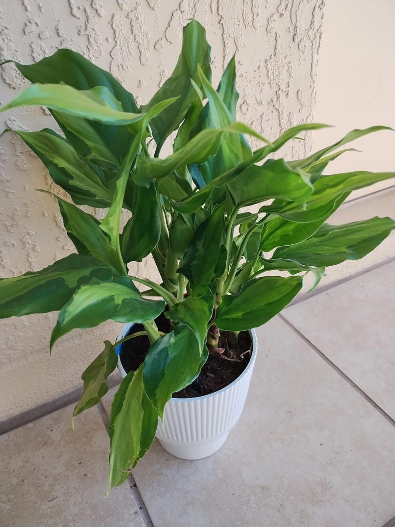 Aglaonema Spathonema Houseplant – Small Rooted Plant with Free Cutting – Easy Care Indoor Plant – Aglaonema sp.