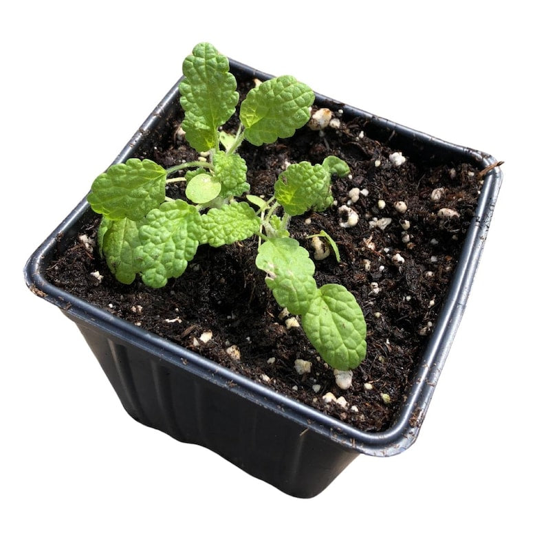 Organic White Horehound Plant in 2.5-Inch Pot, Marrubium vulgare, Perennial with Gray-Green Foliage and White Flowers